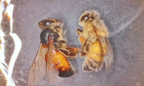 Desarrollan una herramienta biotecnológica para proteger las abejas